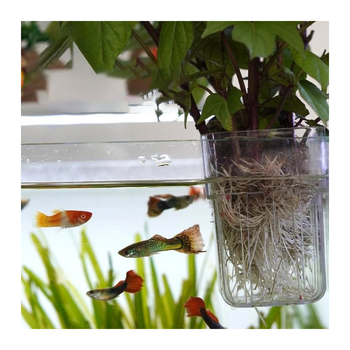 Transparenter hydroponischer Pflanzbecher aus Kunststoff zur Wandmontage für Aquarien und Heimgebrauch - Bild 1