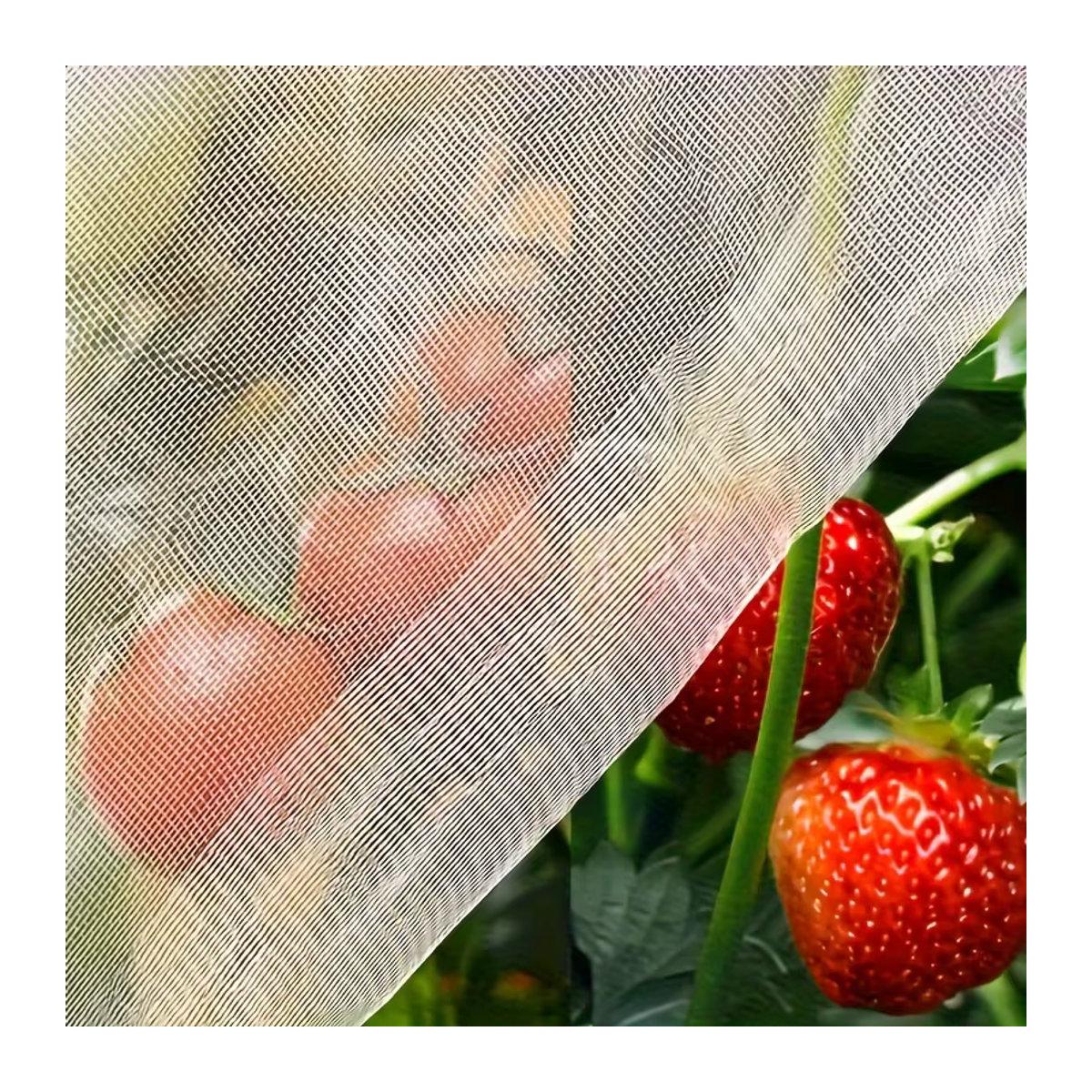 Ultrafeines Gartennetz als Insektenschutz für Obst, Gemüse und Gewächshäuser, B/B: 3 x 5 m - Bild 2