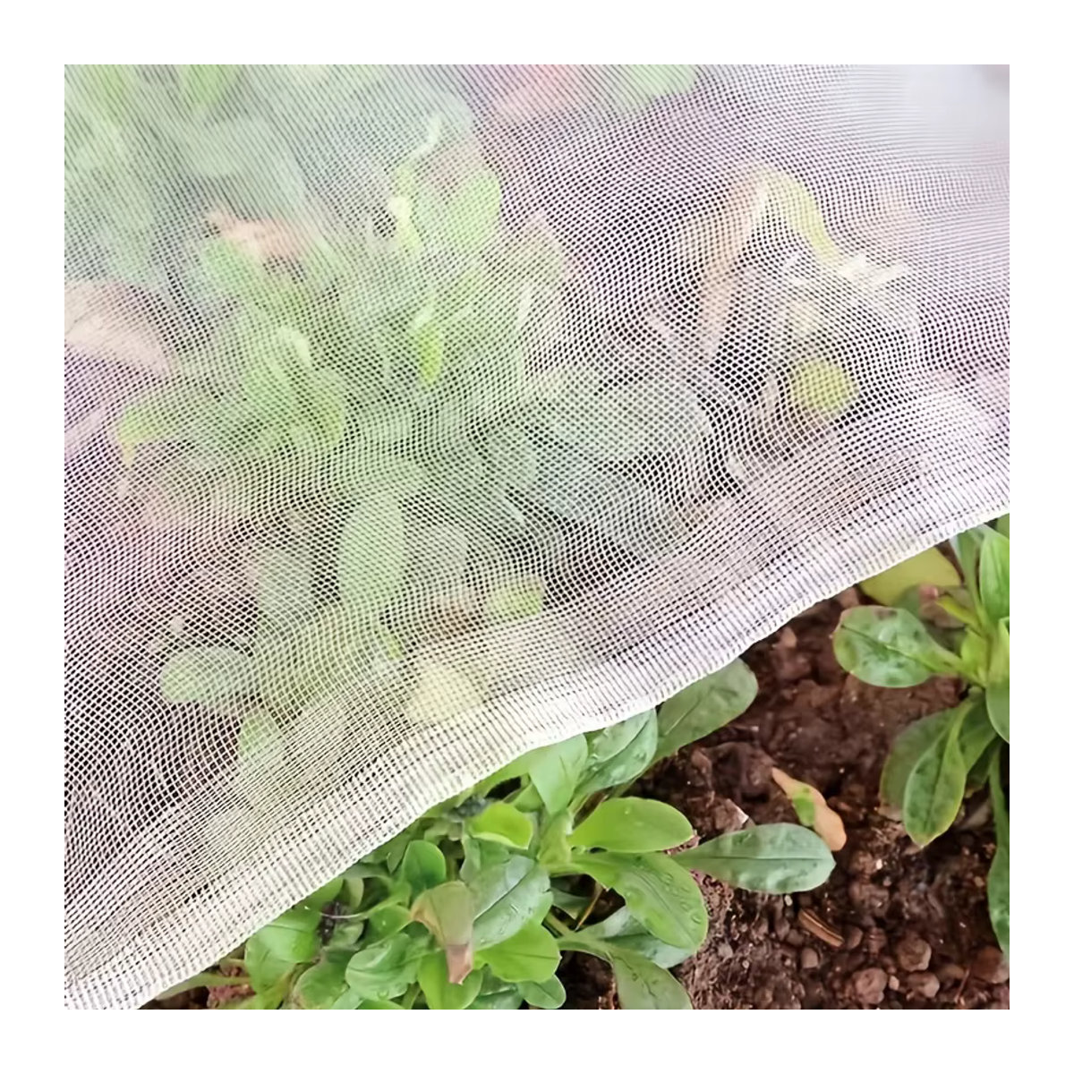 Ultrafeines Gartennetz als Insektenschutz für Obst, Gemüse und Gewächshäuser, B/B: 3 x 5 m - Bild 6