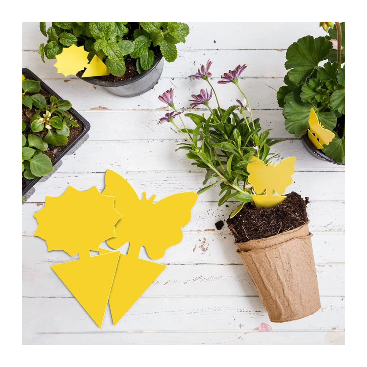 Ungiftige und geruchlose doppelseitige Mückenfallen als Klebebrettfallen zum Schutz deiner Gartenpflanzen und Küchenpflanzen - Bild 4