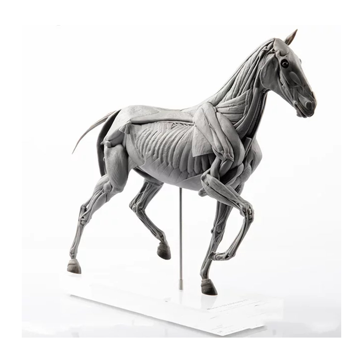 UUNYSAUR Pferde Muskel Anatomie Modell in Grau aus Kunstharz als realistische Dekoration und pädagogisches Sammlerstück - Bild 1