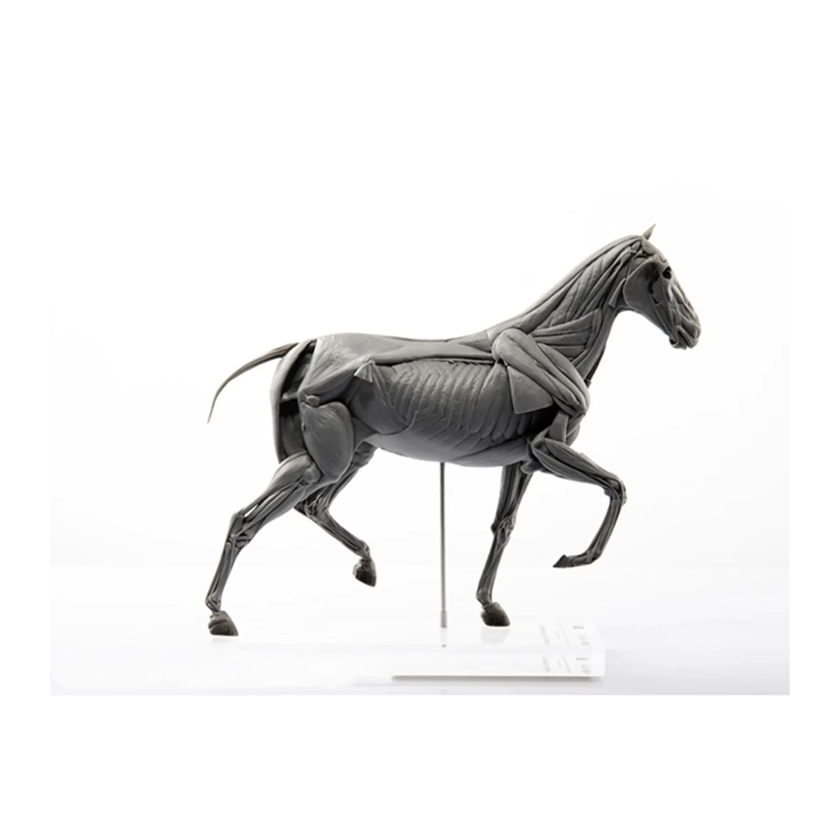 UUNYSAUR Pferde Muskel Anatomie Modell in Grau aus Kunstharz als realistische Dekoration und pädagogisches Sammlerstück - Bild 2