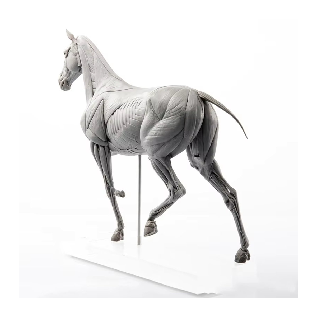 UUNYSAUR Pferde Muskel Anatomie Modell in Grau aus Kunstharz als realistische Dekoration und pädagogisches Sammlerstück - Bild 3