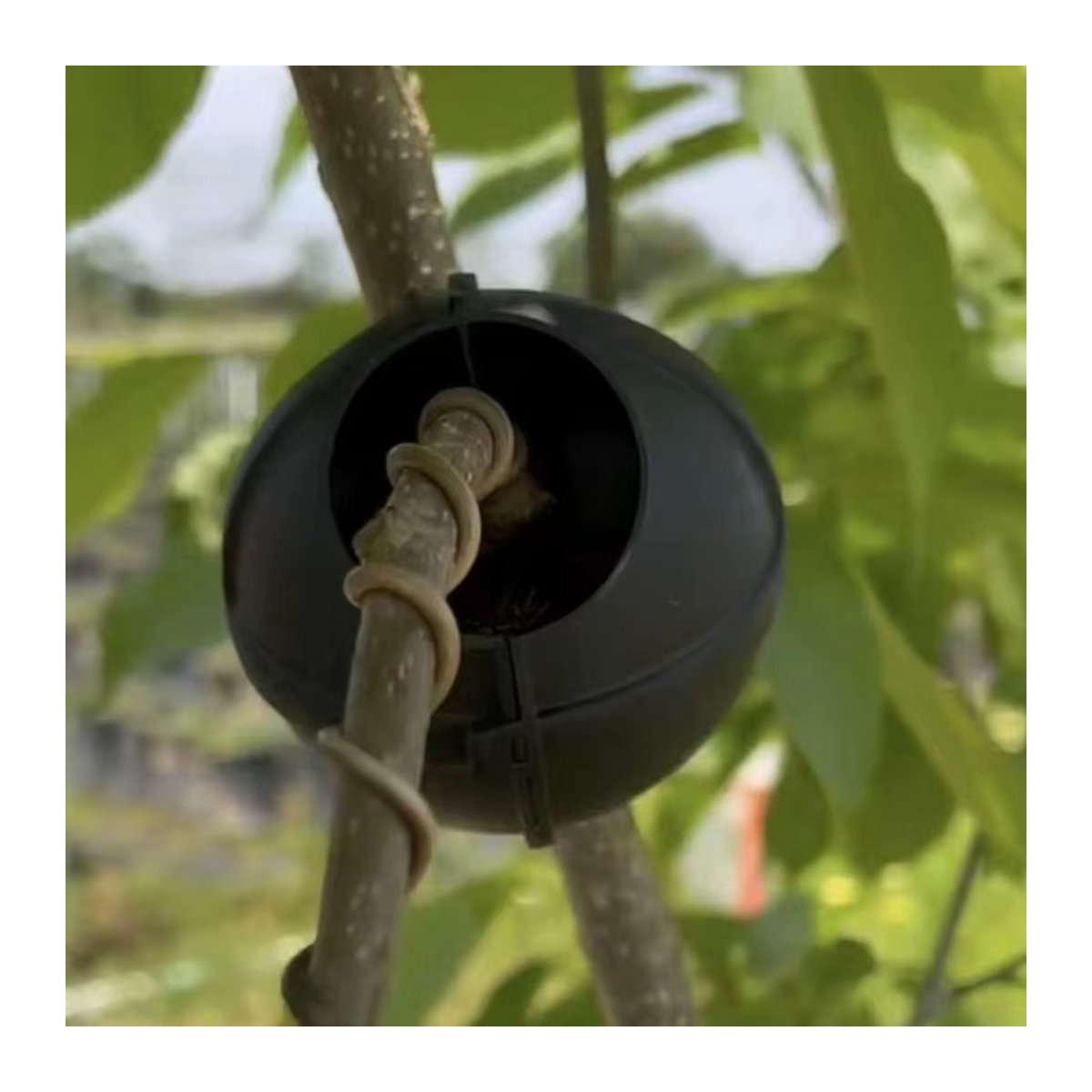 Verwurzelungsbox für Bäume und Obstbäume zur Pflege von Pfropfen und Wurzeln für Indoor-Gartenarbeit und Aquaponics - Bild 3