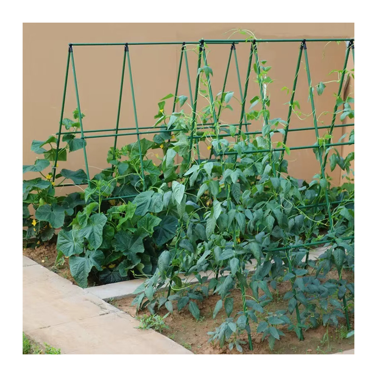 Vielseitiges Kletterspalier als Blumenspalier und Gemüsespalier für deinen Garten oder Innenhof - Bild 6