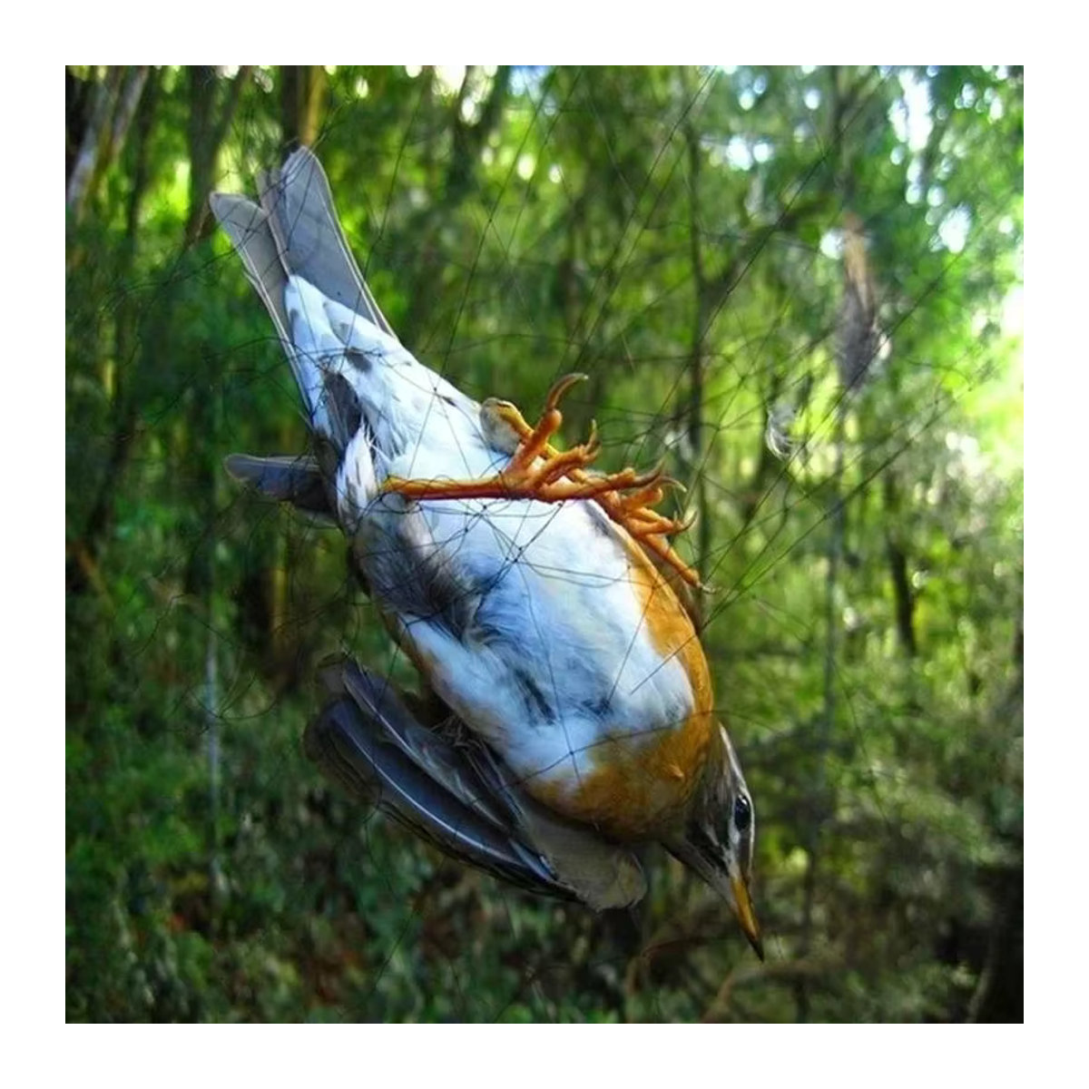 Vogelschutznetz aus Mesh zur Gartenpflege und zum Schutz von Obstgärten und Gewächshäusern, 15 m - Bild 4