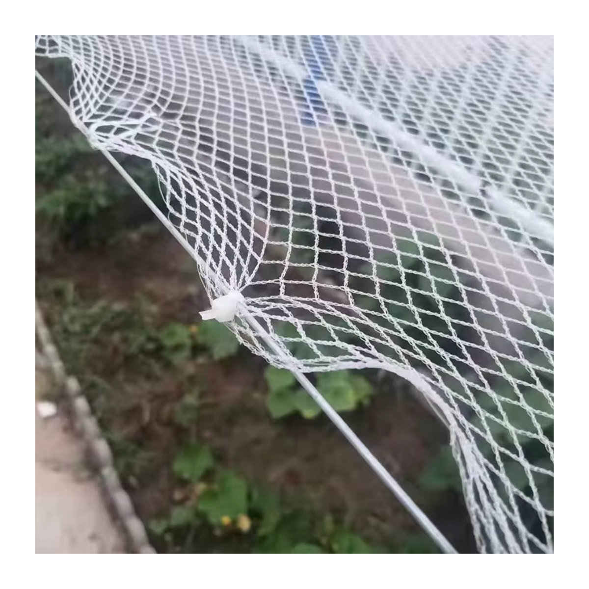 Vogelsicheres Hühnerzuchtnetz als Schutznetz für Geflügel, Obstgarten oder Balkon - Bild 6