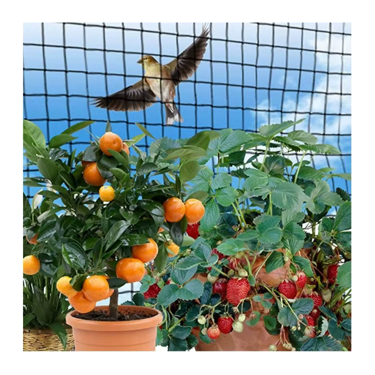Vogelsicheres Nylonnetz für Obstgarten, Gewächshaus und Fischteich, 15 m lang - Bild 2