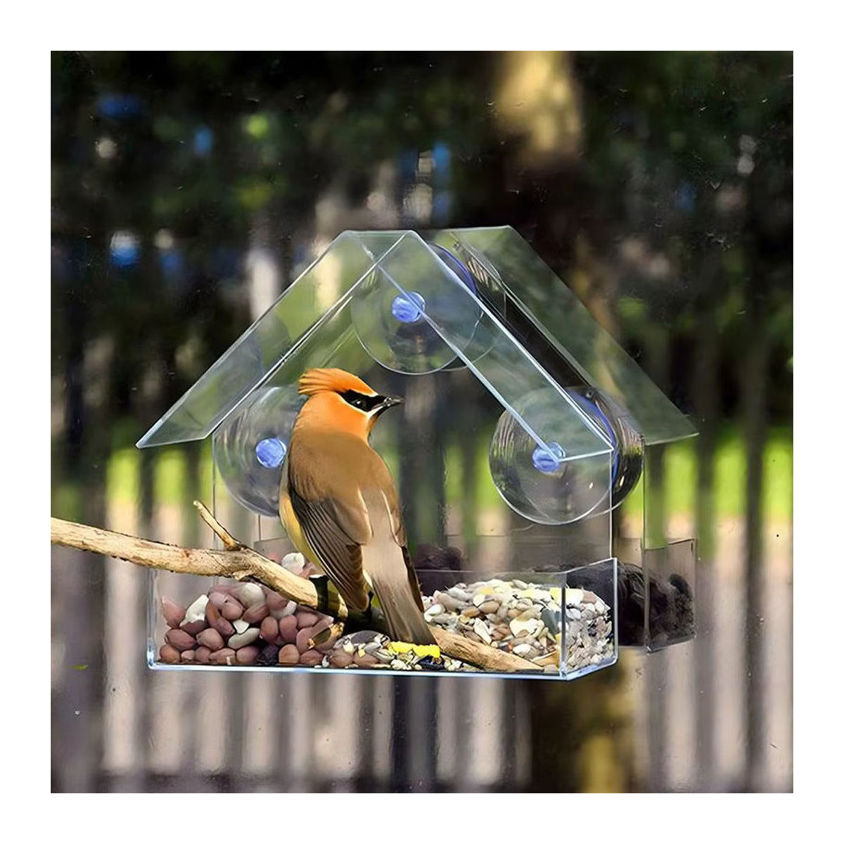 Wasserdichter Vogelfutterspender für das Fenster mit transparentem Eichhörnchen-Futterbehälter und Saugnapf-Befestigung - Bild 3