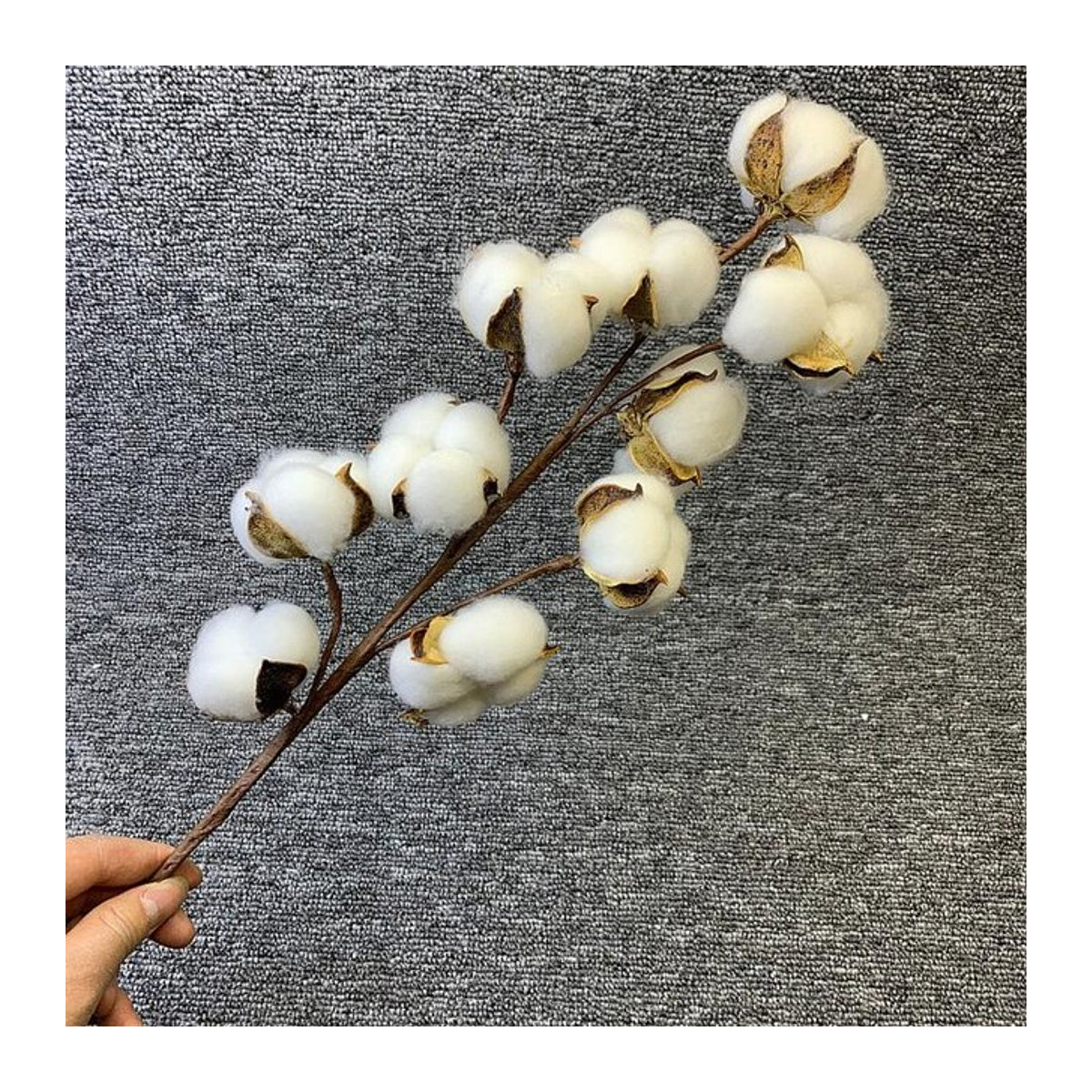 Weiße getrocknete Baumwollblüten als dekorativer Blumenzweig für Hochzeit und Zuhause - Bild 1