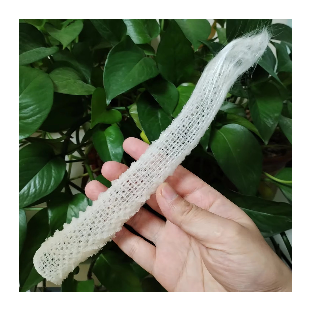 Weißer Meerporifera-Schwamm Euplectella als dekorative Muschel für Aquarium und Dekoration - Bild 2