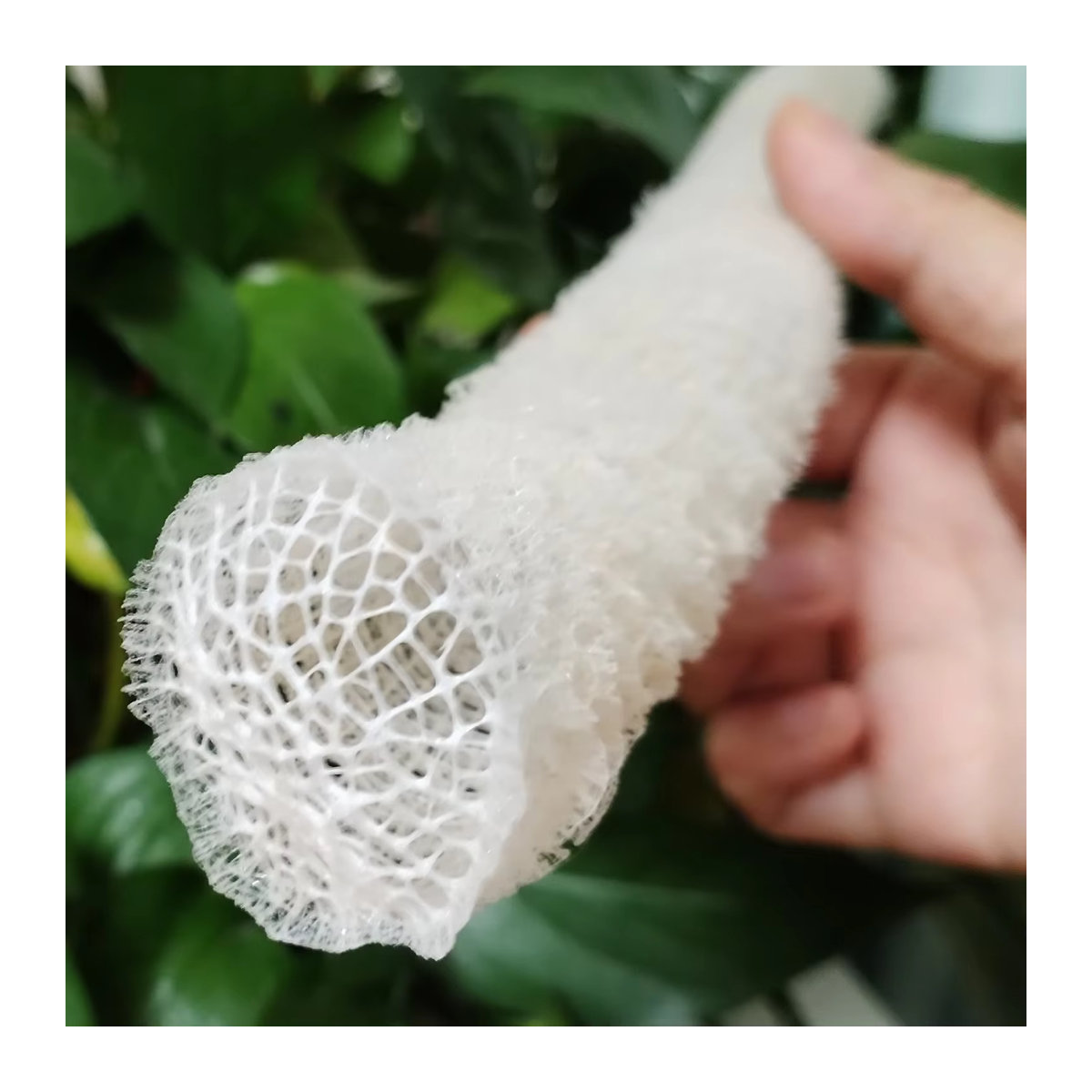 Weißer Meerporifera-Schwamm Euplectella als dekorative Muschel für Aquarium und Dekoration - Bild 3