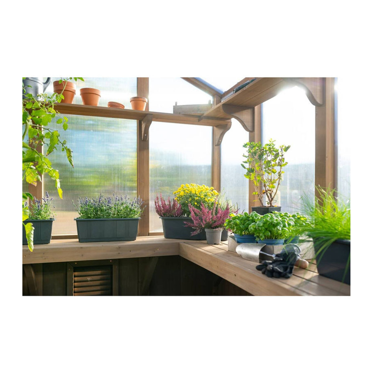 Westmann Holz Gewächshaus Paul aus Zedernholz mit Polycarbonat in Natur Braun B/T/H: 204 x 238 x 239 cm - Bild 1