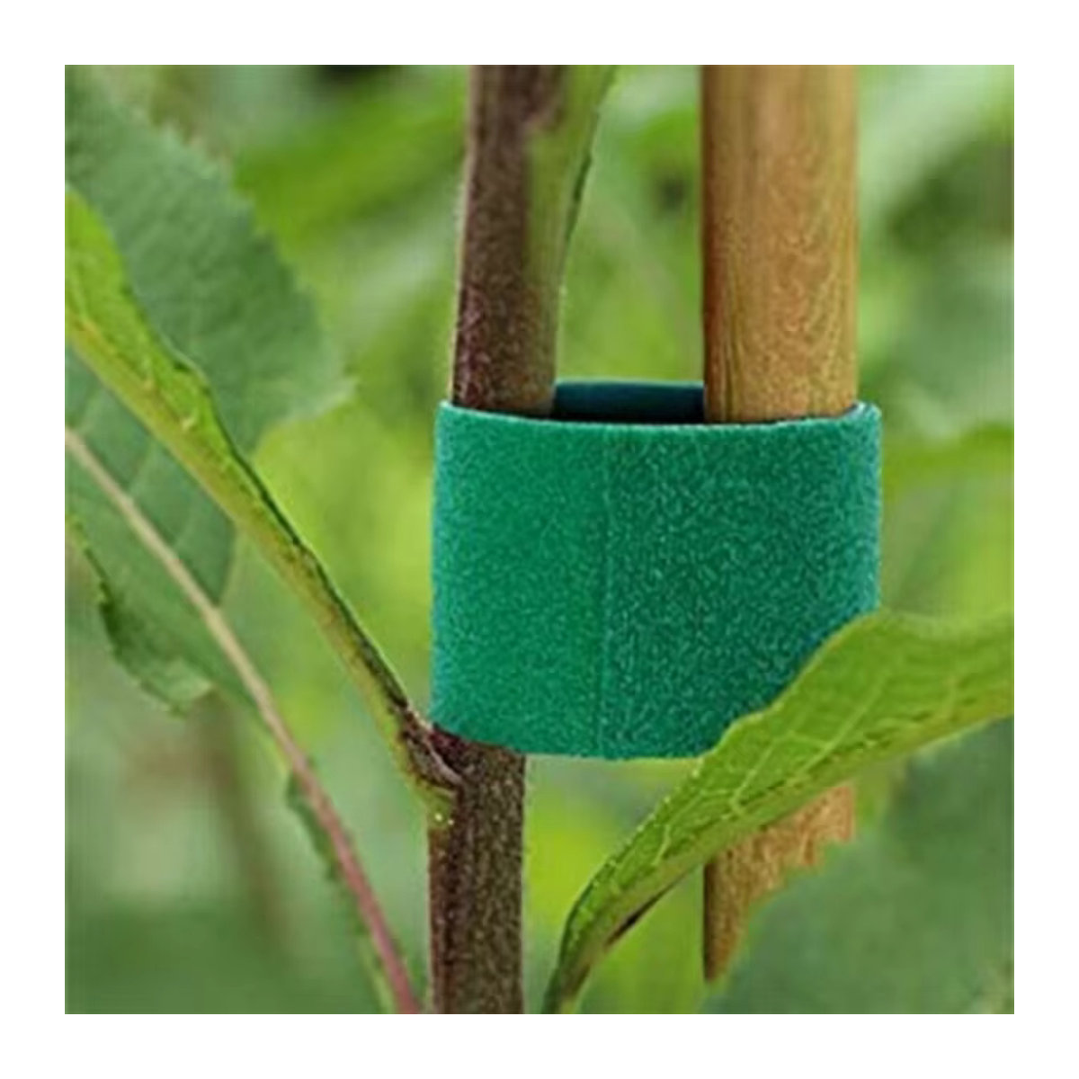 Wiederverschließbare Nylon Pflanzenbinder als selbstklebendes Kabelbinder-Band zur Unterstützung von Weinreben und Tomaten, 20m/2m - Bild 2