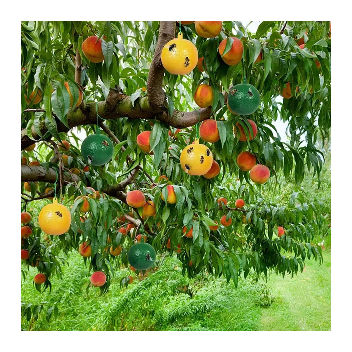 Wiederverwendbare Fliegenfalle als Hängekugel zur Schädlingsbekämpfung für Garten und Obstbäume - Bild 4