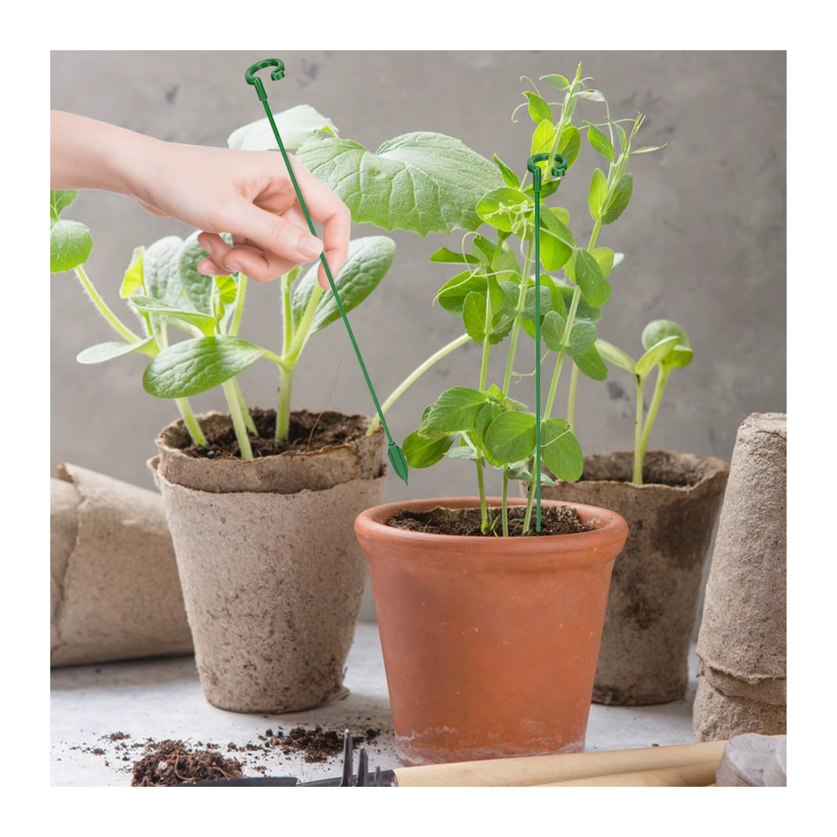 Wiederverwendbare Kunststoff-Pflanzstützen zur Befestigung und zum Schutz von Blumen und Gemüse in der Gartenarbeit - Bild 3