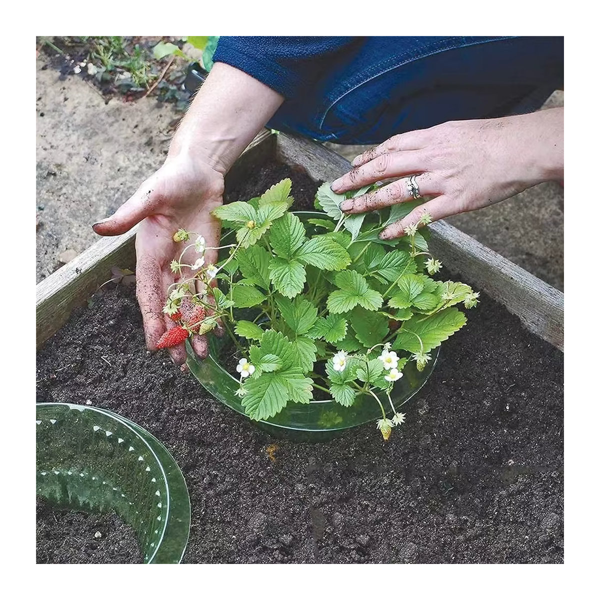 Wiederverwendbare Schneckenhalsbänder zum Pflanzenschutz für dein Gemüse und deinen Garten, 5 bis 20 Stück - Bild 2