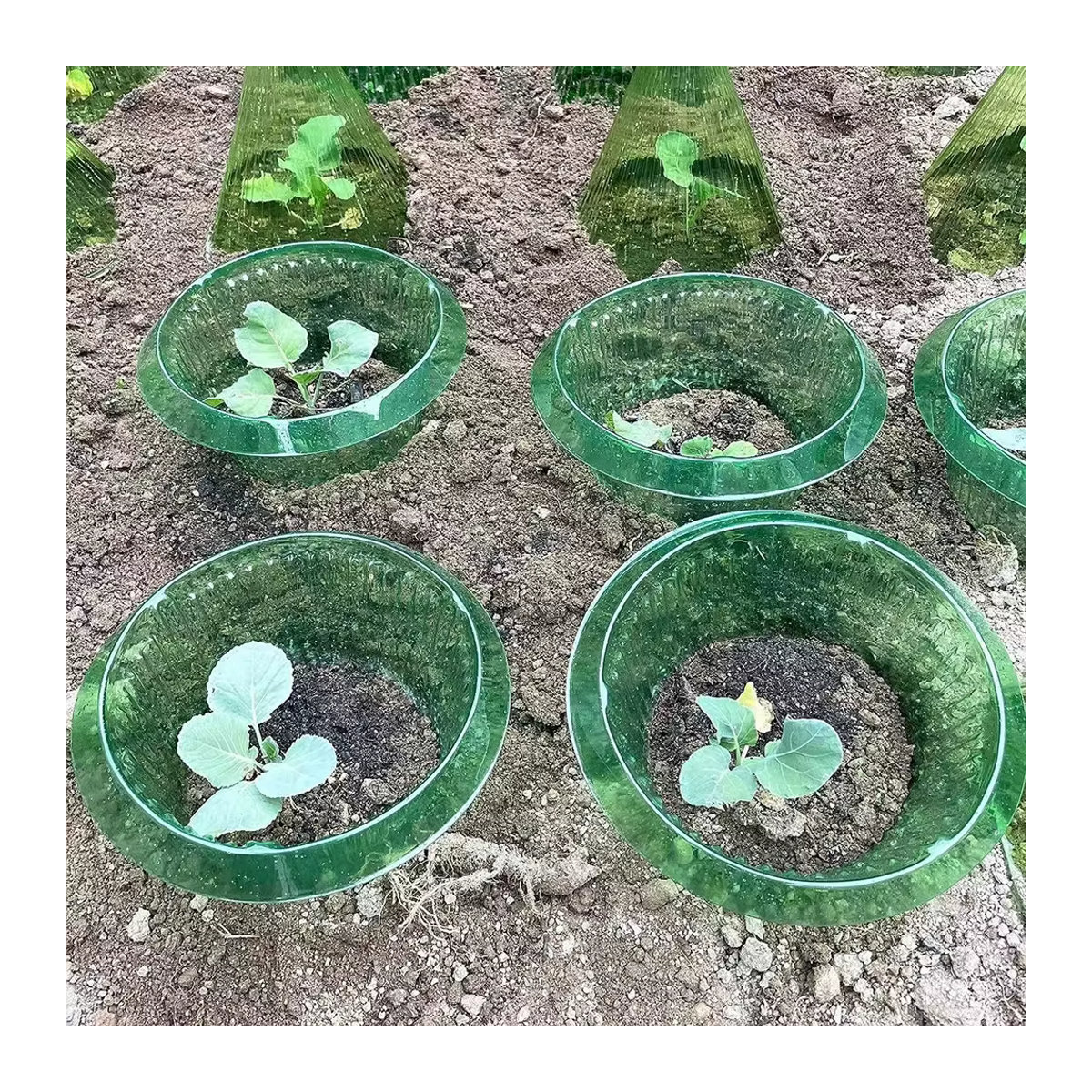 Wiederverwendbare Schneckenhalsbänder zum Pflanzenschutz für dein Gemüse und deinen Garten, 5 bis 20 Stück - Bild 4
