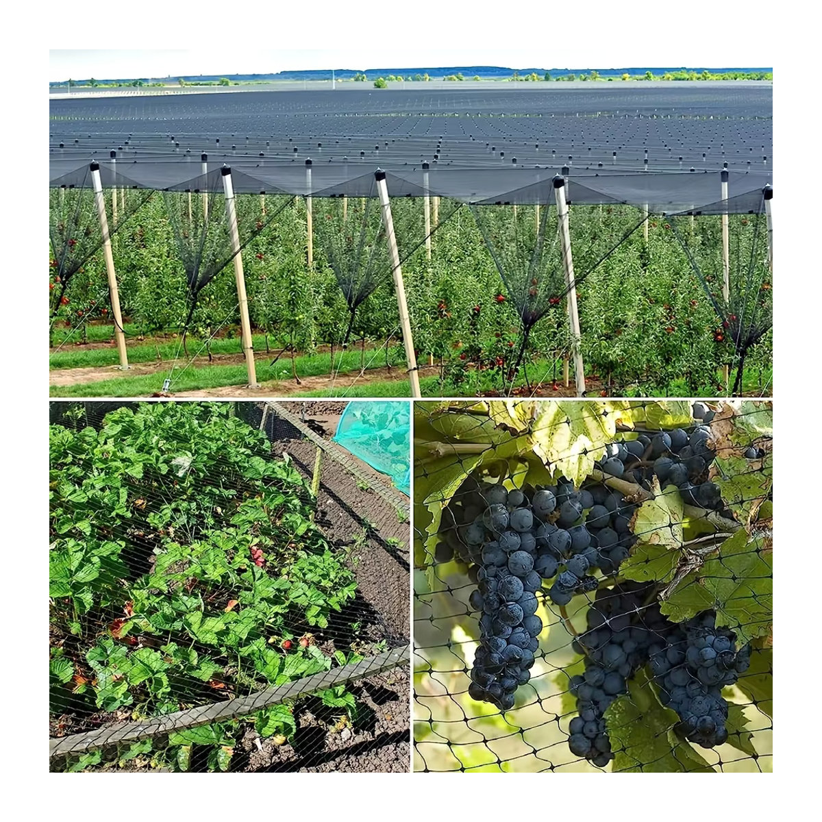 Wiederverwendbares schwarzes Obstbaumnetz zum Schutz von Pflanzen und Gemüse vor Vögeln - Bild 4