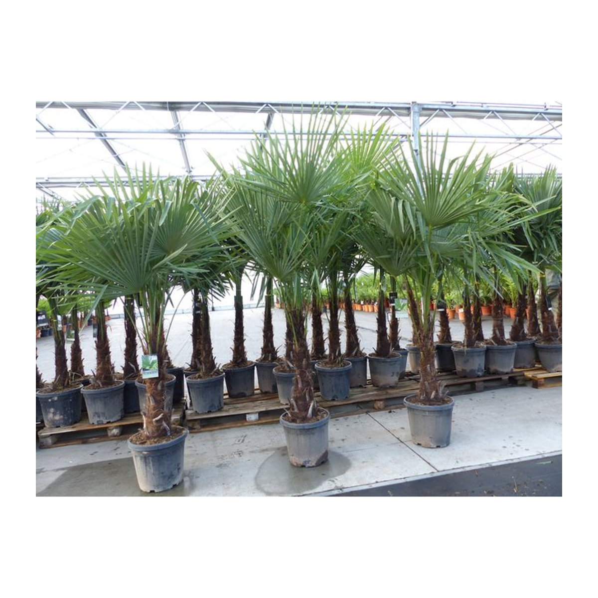 Winterharte Hanfpalme Trachycarpus fortunei in Top-Qualität, Höhe: 170 - 190 cm - Bild 1