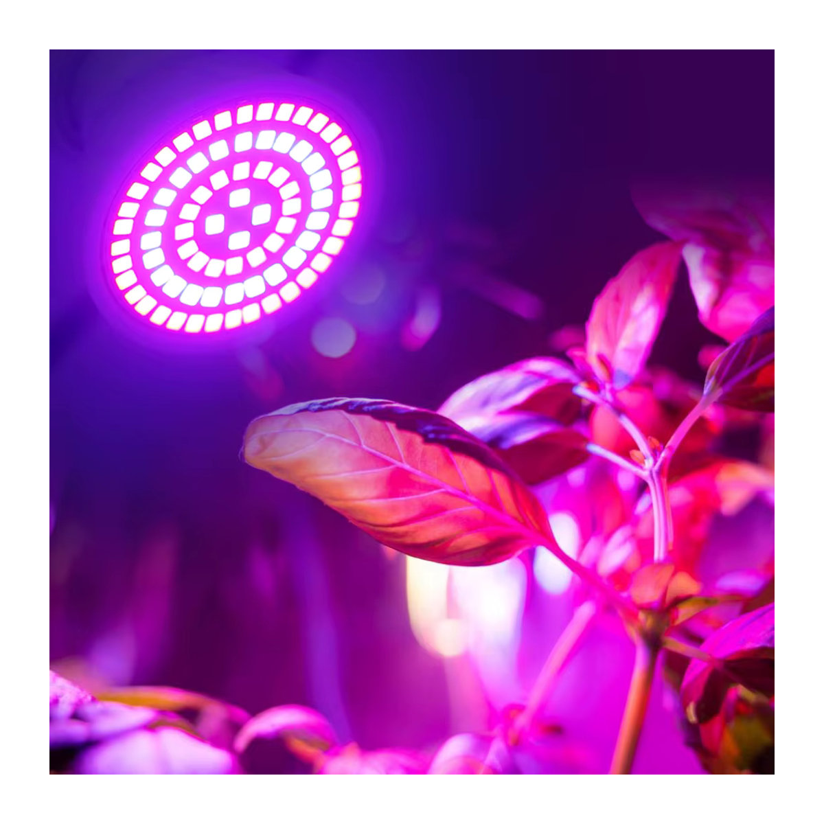 YNL LED Pflanzenlampe E27 Vollspektrum mit 60 bis 80 LEDs für Gewächshaus, Hydrokultur und Zimmerpflanzen, 220 V - Bild 3