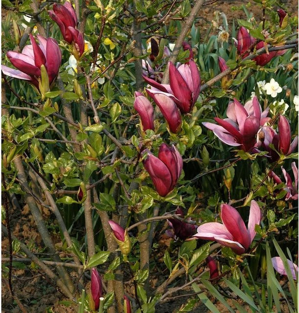 Purpur Magnolie Magnolia liliiflora in Purpur und Rot für deinen Garten - Bild 1