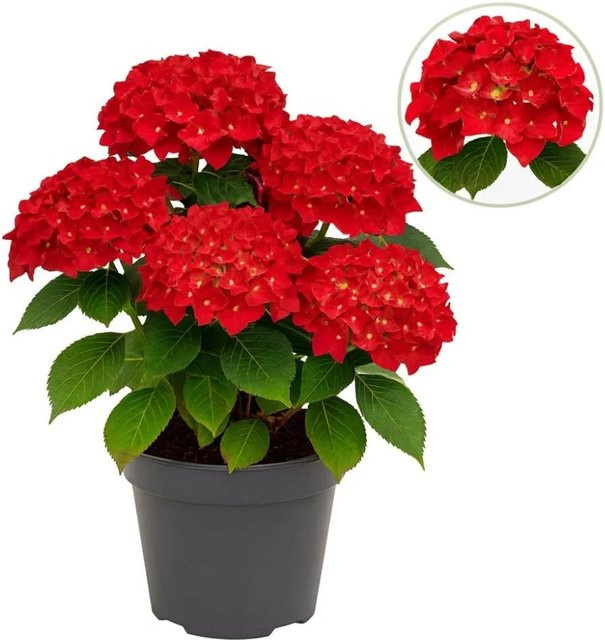 Exotenherz Hortensia Hydrangea Forever & Ever Rot im 23cm Topf - Bild 1