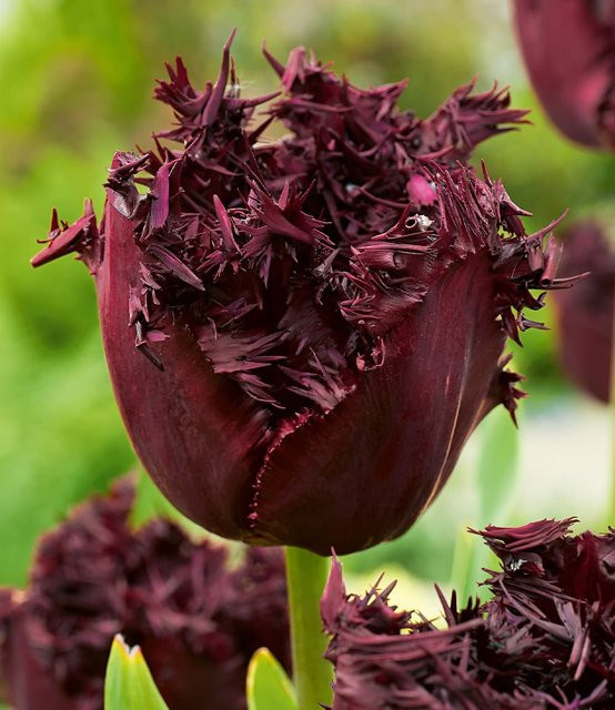 Crispa-Tulpe Labrador - Bild 1