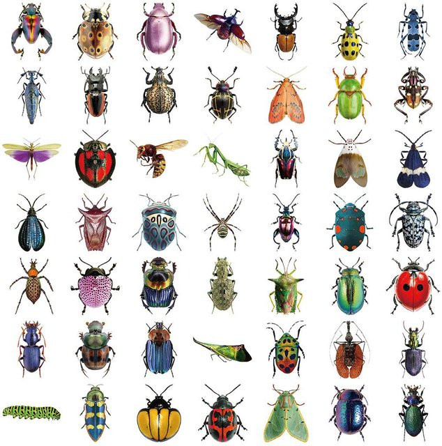 50 Stück Transparente Cartoon-Insekten-Sticker von RecordingYourLife Store in Grau und Multicolour aus Wasserdichtem PET für Scrapbook und Dekoration - Bild 1