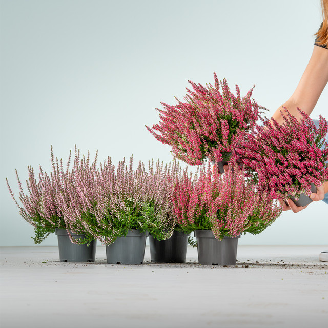 BLUME2000 Calluna vulgaris Knospenheide in Rosa und Rot Mix, 6 Stück - Bild 1
