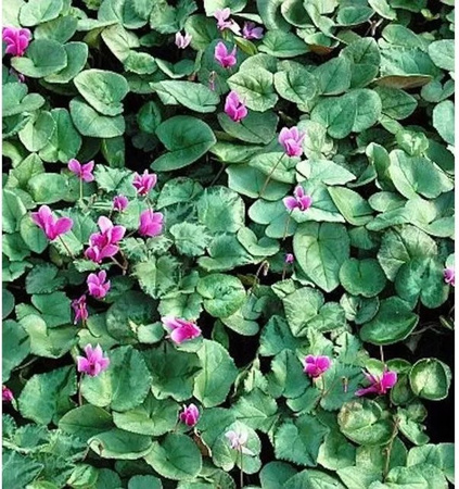 Herbst Alpenveilchen Cyclamen hederifolium Silverleaf mit pinken Blüten von Nr-01.de