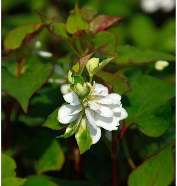 Houttuynia cordata Eidechsenschwanz Plena als mehrjährige Pflanze für Garten und Teichränder von Nr-01.de - Bild 1