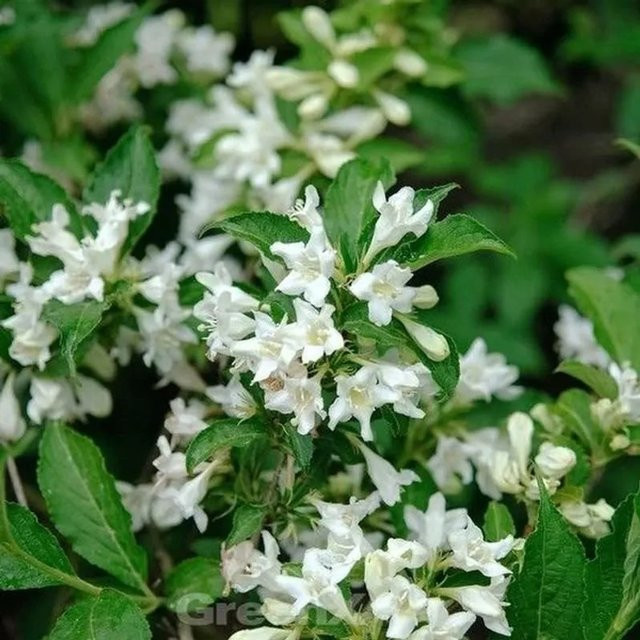 Weigelie Candida in Weiß als Zierstrauch für deinen Garten von Nr-01.de - Bild 1