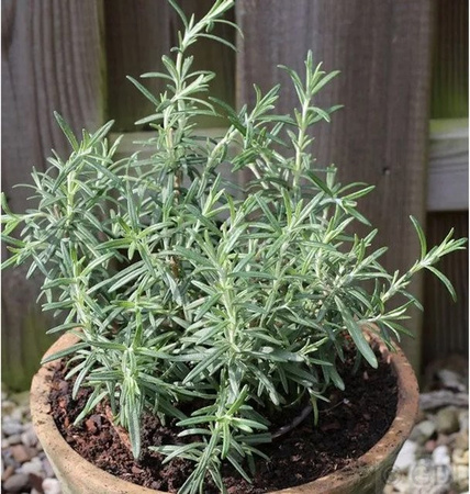 Rosmarin Rosmarinus officinalis als grüner Halbstrauch im Topf von Nr-01.de