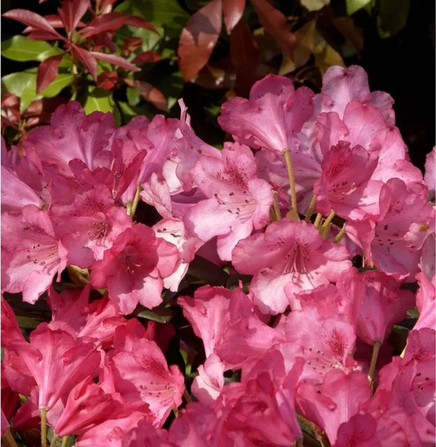 INKARHO Rhododendron Kerstine Alpenrose in Pink - Bild 1