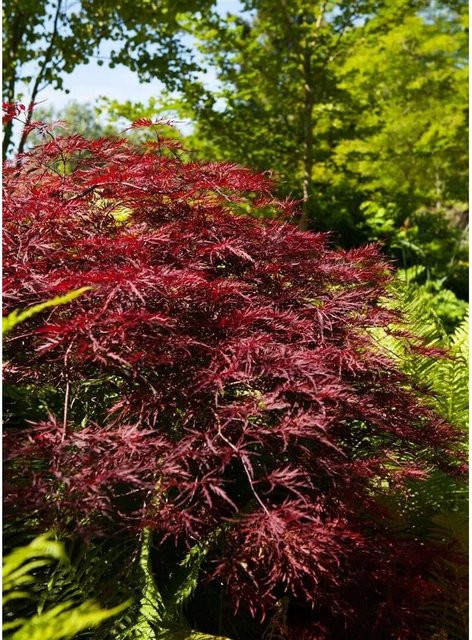 Acer Palmatum Red Pygmy Japanischer Ahorn in Rot mit 80 cm Stammhöhe - Bild 1