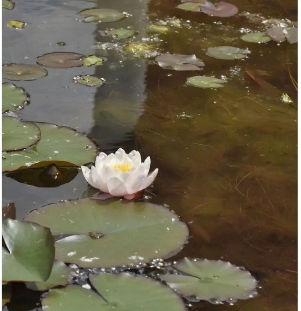 Weiße Zwerg Seerose Nymphaea für Teiche und Gewässer - Bild 1