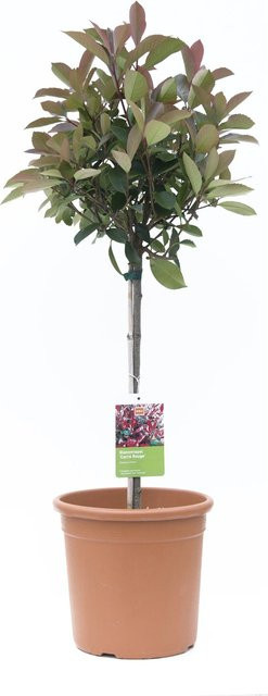 GROW by OBI Glanzmispel Carré Rouge Photinia als Heckenpflanze und Laubgehölz, Höhe: 65 cm - Bild 1