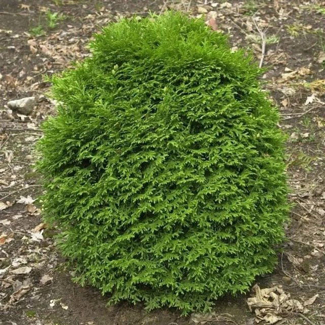 Thuja occidentalis Lebensbaum Waterfield von Nr-01.de, grüner Strauch für den Garten - Bild 1