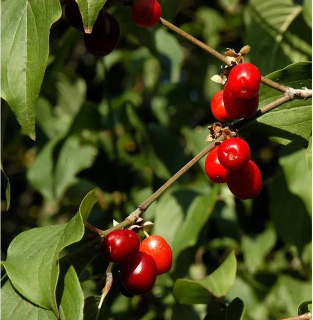 Kornelkirsche Jolico Cornus mas Strauch mit Früchten, Höhe: 60-80 cm - Bild 1