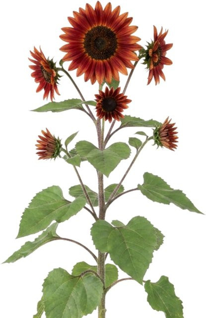 LaCaTho Sonnenblumen Samen Helianthus Annuus mit roten Blüten, 100 Stück - Bild 1