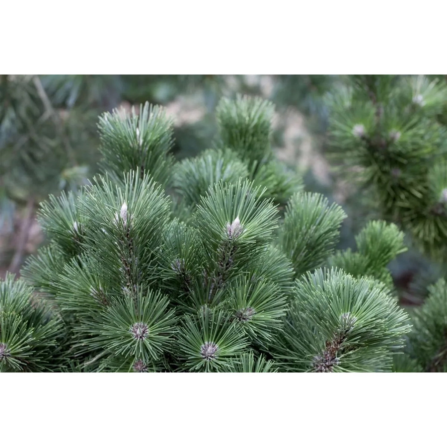 Schwarzkiefer Pinus Nigra Select als Nadelbaum für deinen Garten, 25–30 cm - Bild 2
