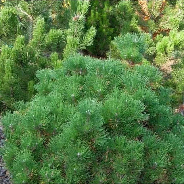 Japanische Schwarzkiefer Maijima Pinus thunbergii für die Bonsai-Gestaltung, grün, Nr-01.de - Bild 1