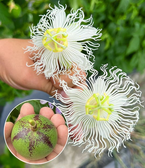 Winterharte Passionsblume Cooltropics® Snowstar® - Bild 1