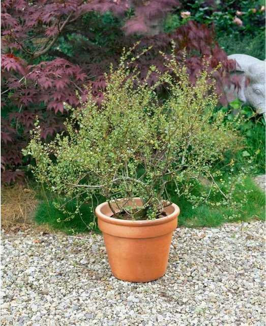 Betula Nana Zwerg-Birke pflegeleichte Pflanze für das Frühjahr, Höhe: 40–60 cm - Bild 1