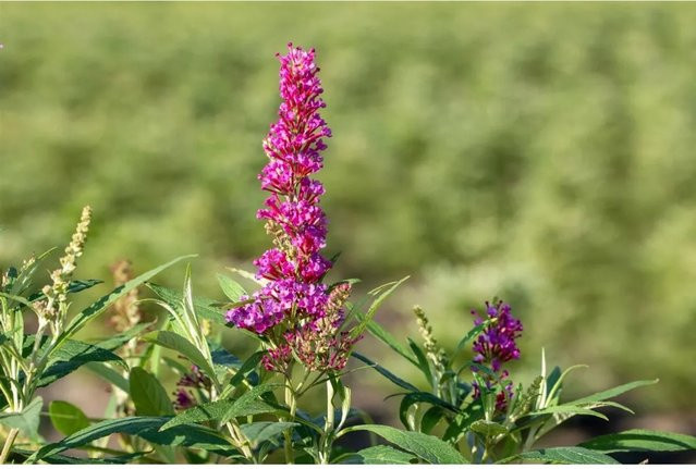 Buddleja Davidii Schmetterlingsstrauch Butterfly Tower von Pflanzen für dich, pflegeleichte Staude für Garten, Balkon und Terrasse, Blütezeit Juli bis Oktober - Bild 1