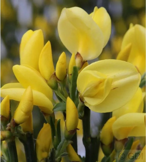 Elfenbein Ginster Allgold Cytisus praecox gelbe Blüte Höhe: 60-80 cm - Bild 1