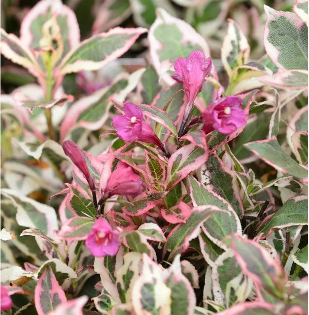 Weigela florida All Summer Monet Ziergehölz in Rosa, Weiß und Pink, Höhe: 30-40 cm - Bild 1
