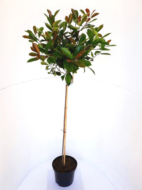 Photinia Little Red Robin Glanzmispel-Stämmchen von Pflanzen-Boering, Höhe: 120-130 cm - Bild 1
