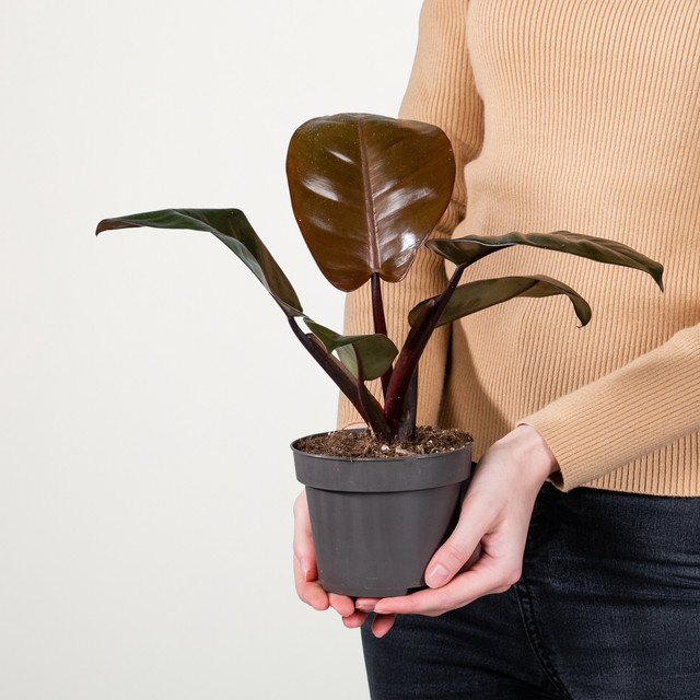 Philodendron Black Cardinal von BLUME2000 in Rot, Schwarz und Grün - Bild 1